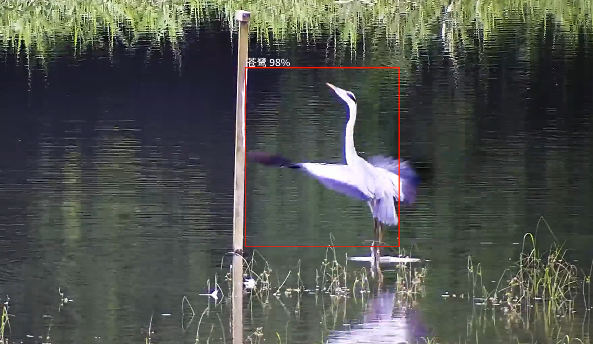 環保署最近引入人工智能協助監測季候鳥。